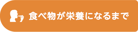 食べ物が栄養になるまで