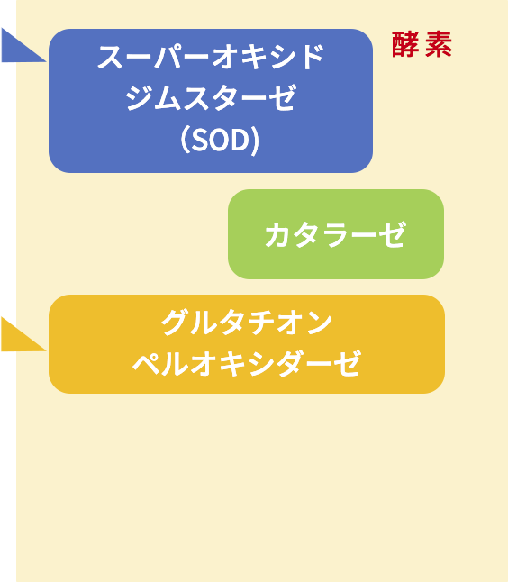 内因性の（体に備わる）抗酸化力