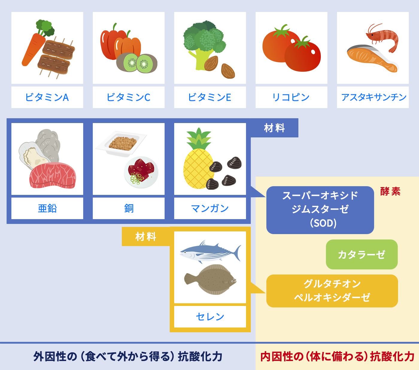 外因性の（食べて外から得る）抗酸化力 内因性の（体に備わる）抗酸化力