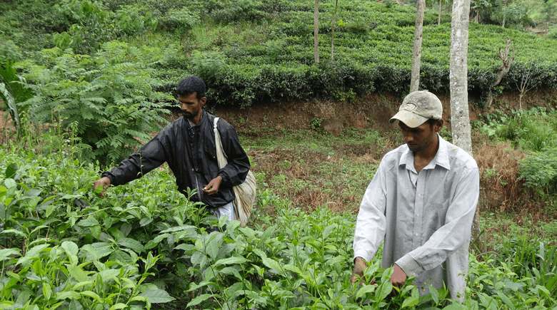 Sri Lanka