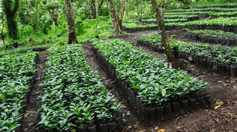 Nicaragua