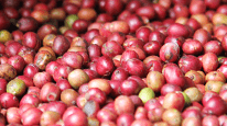 Coffee beans