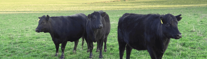 beef
