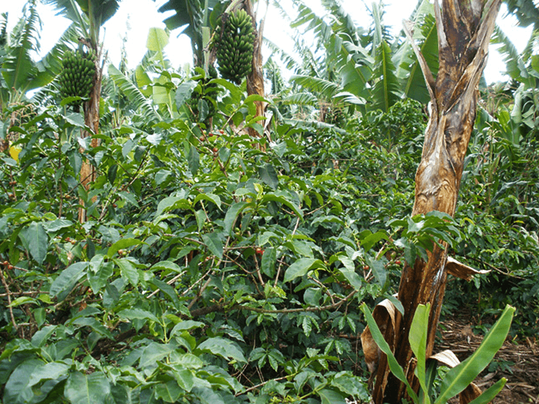 Coffee beans grown using natural methods