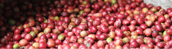 coffee beans