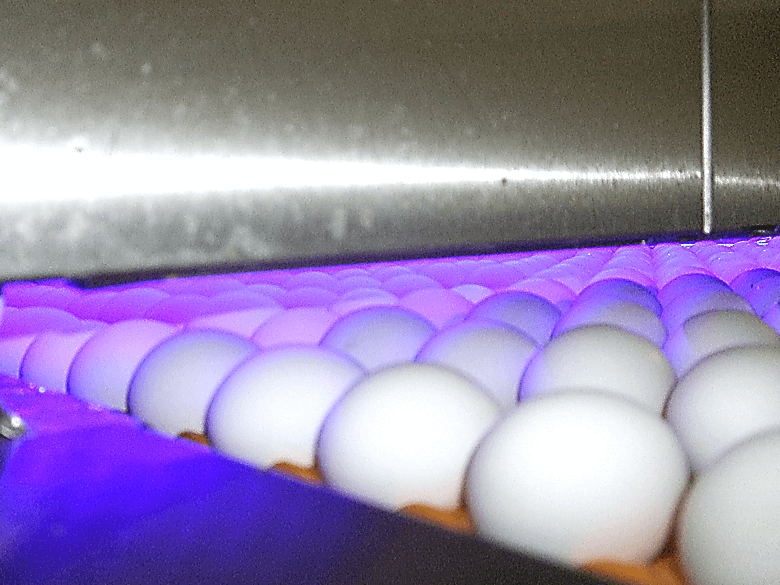 Egg safety