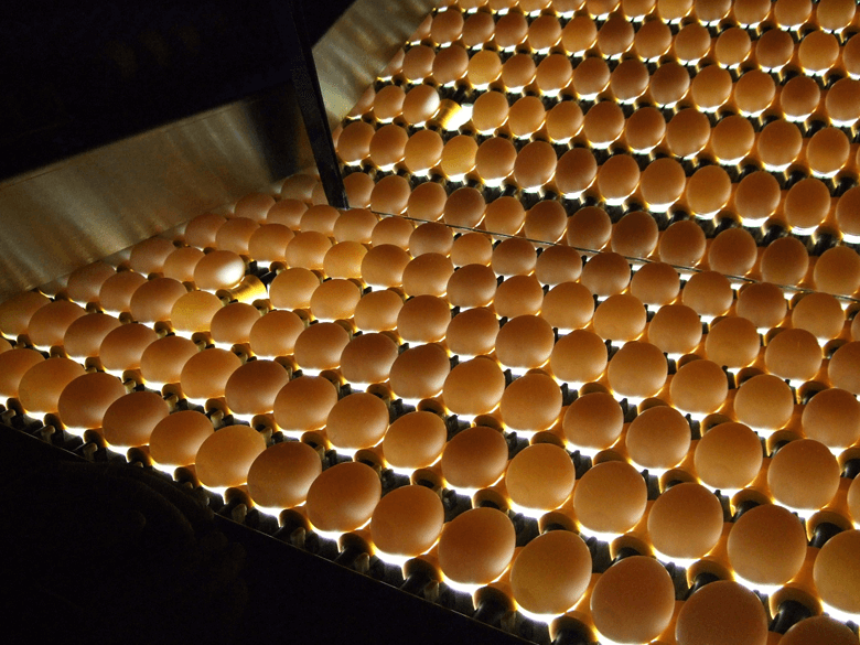 Egg candling