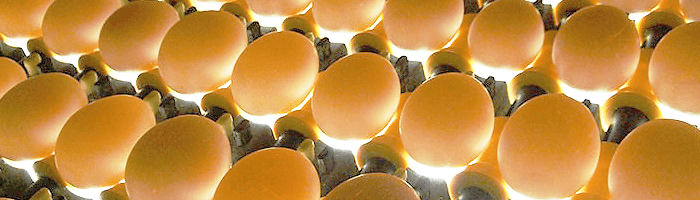 egg