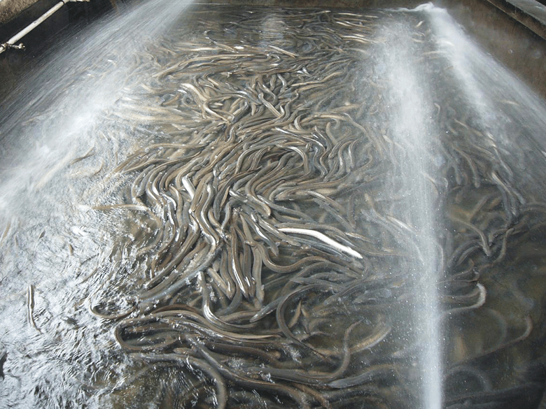 Eels before shipment