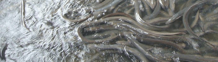 eel