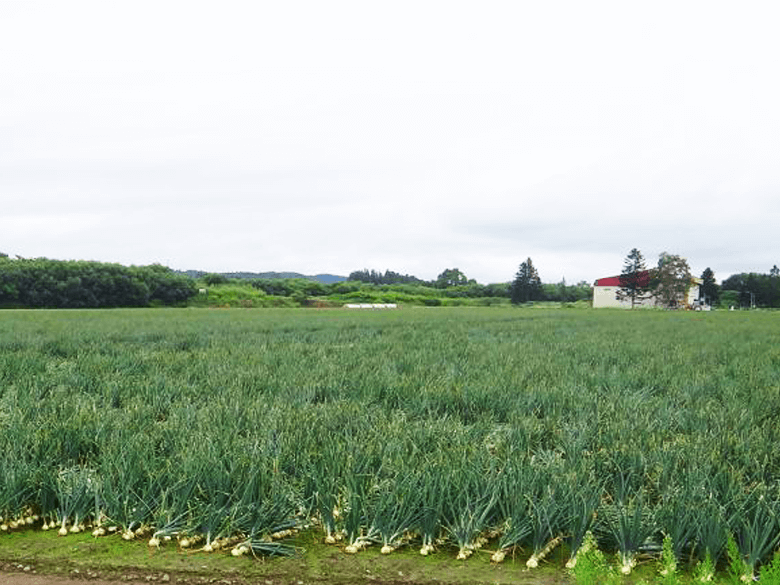 Domestic cultivation area (Hokkaido)