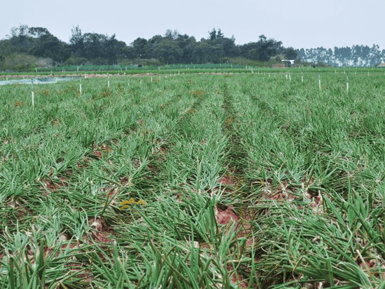 Cultivation areas in China
