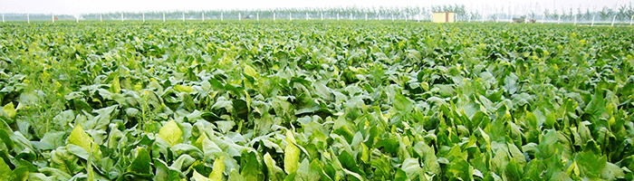 vegetables